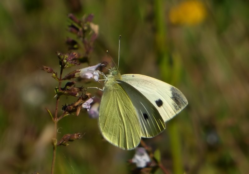 Pieris mannii??? - Pieris rapae